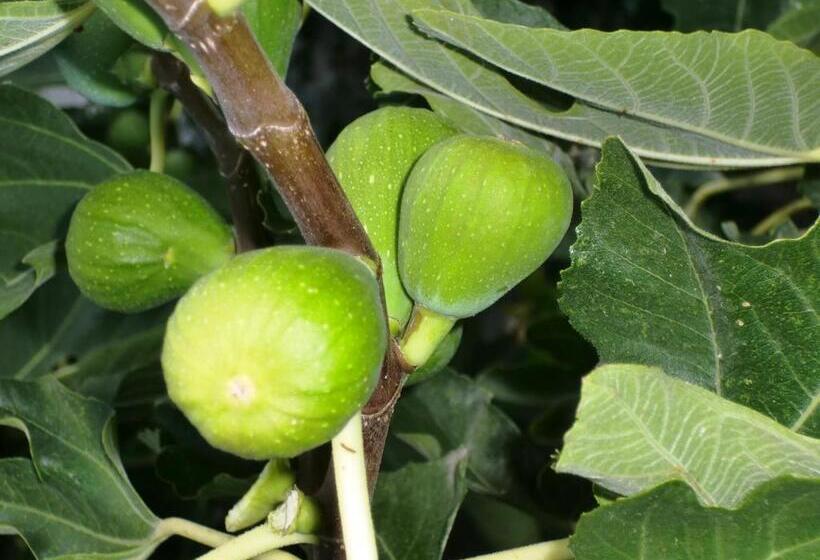 پانسیون Oaza Inn