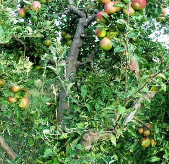 پانسیون Oaza Inn