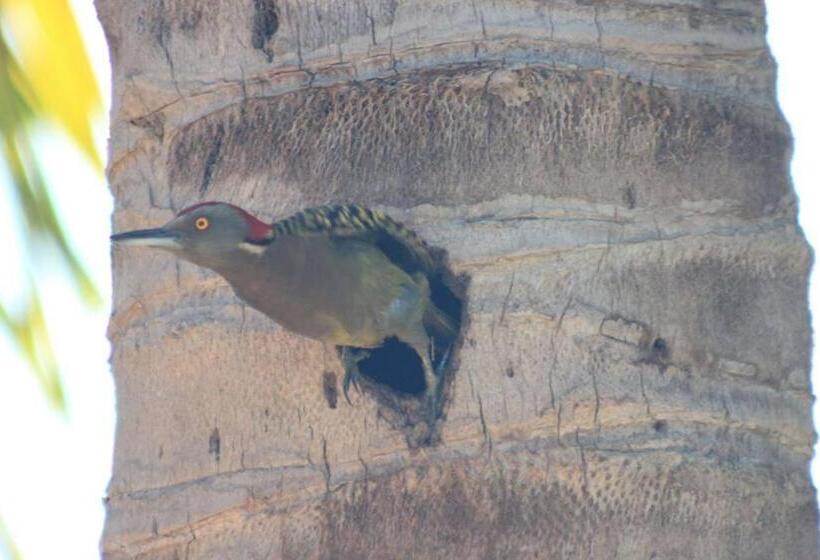 پانسیون Gipsy Ranch Rooms