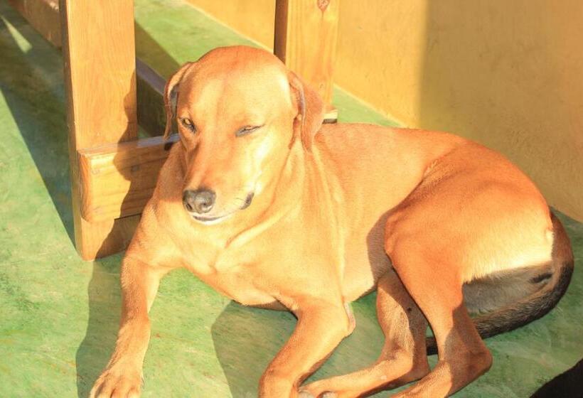 پانسیون Gipsy Ranch Rooms