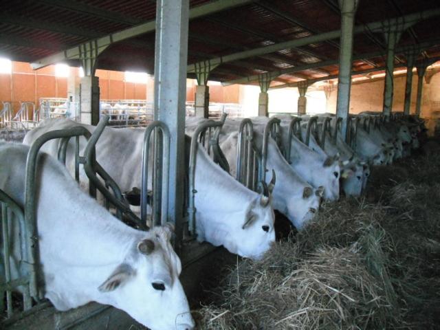 호텔 Agriturismo Il Casale Del Barone