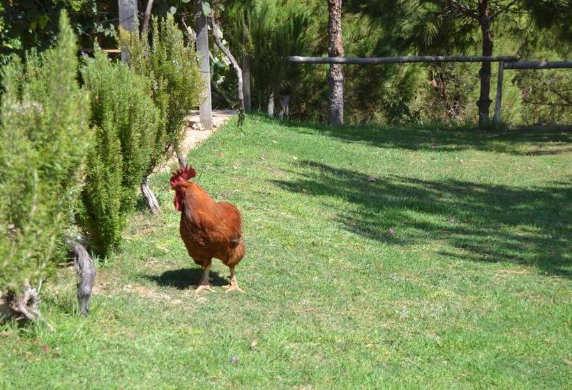 بنسيون Casa De Campo Vale Do Asno
