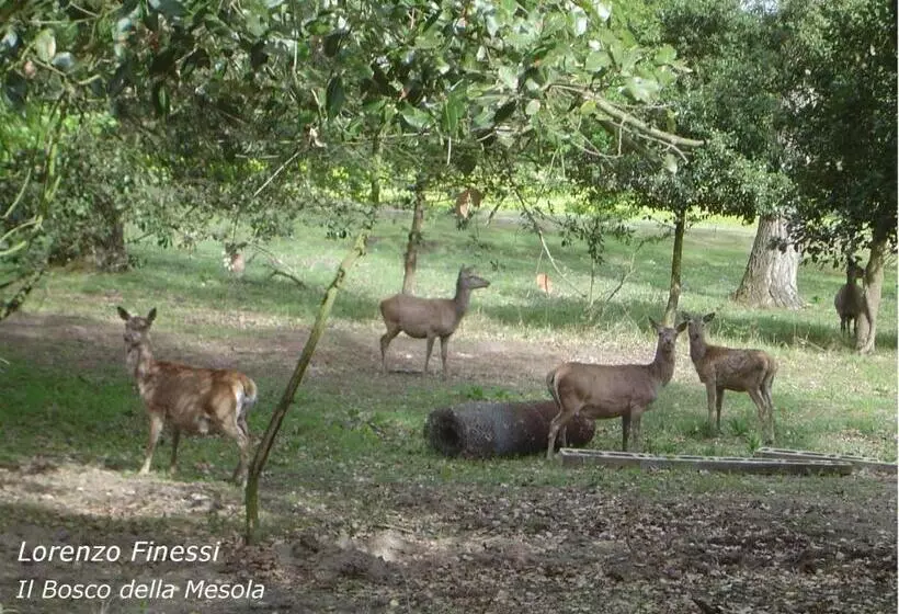 Majatalo La Via Del Volano