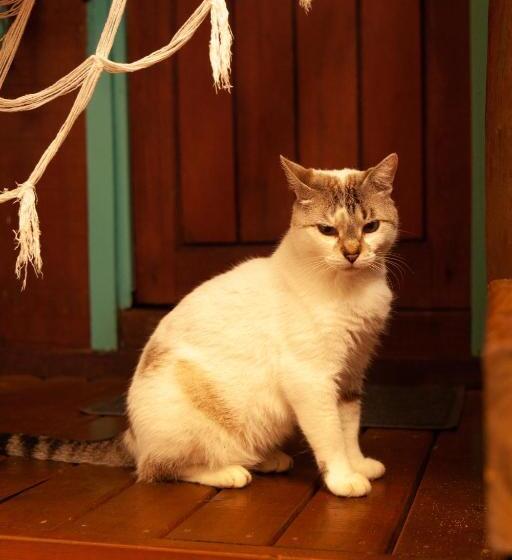 Pension (Hôtel basse catégorie) Pousada Das Meninas