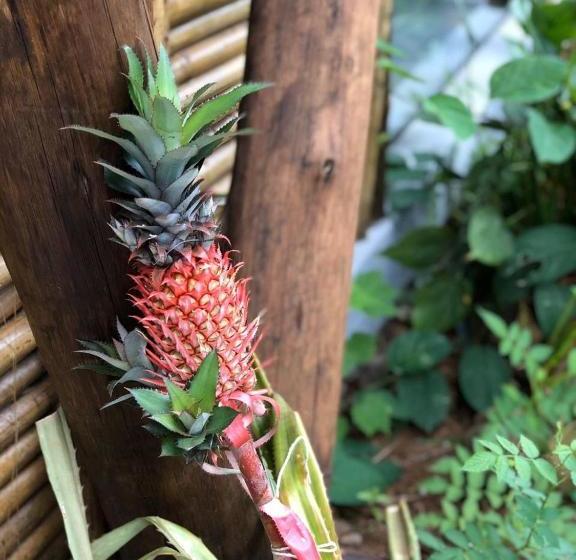 بنسيون Pousada Pacatatu