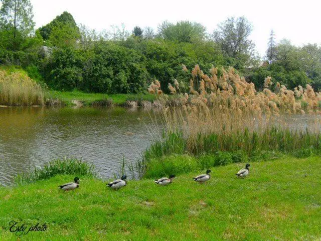 ペンション Kurca Parti Vendégház