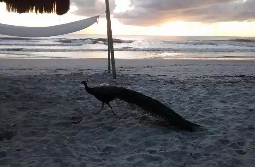 ペンション Pousada Ilha Do Desejo