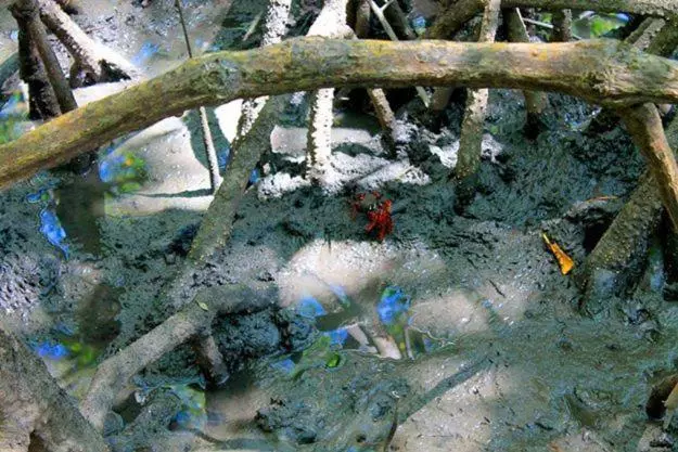 ペンション Pousada Ilha Do Desejo