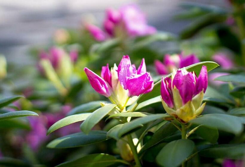 הוסטל Historic White Blossom House