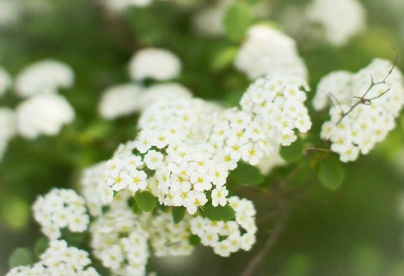 הוסטל Historic White Blossom House