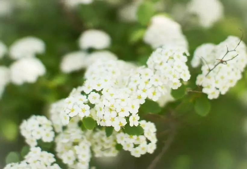 Retkeilymaja Historic White Blossom House