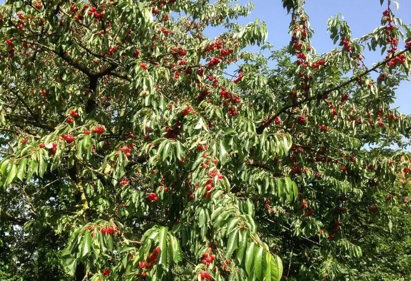 ユースホステル Zum Schwanen Garni