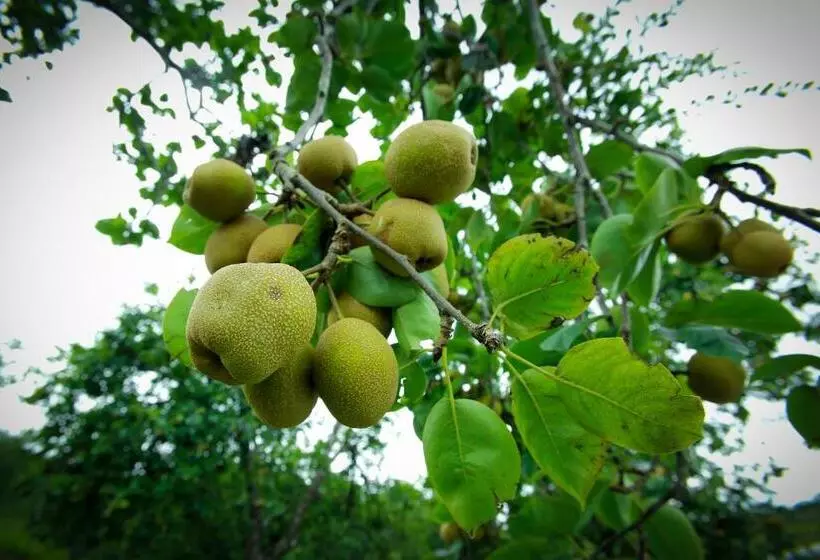 هتل The Pear County