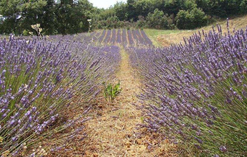 בית מלון כפרי Il Poggio Di Teo