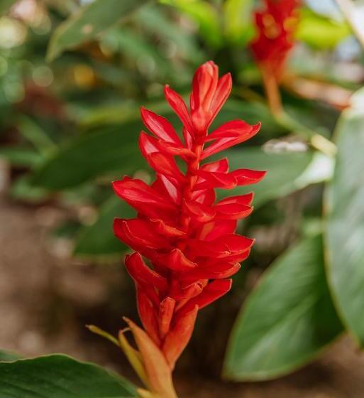 پانسیون Kasakolà