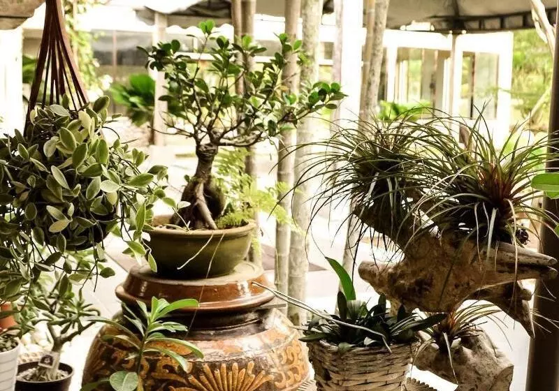 پانسیون Qi  And Club