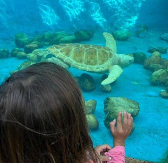 پانسیون Pousada Bar Café Algas Marinhas