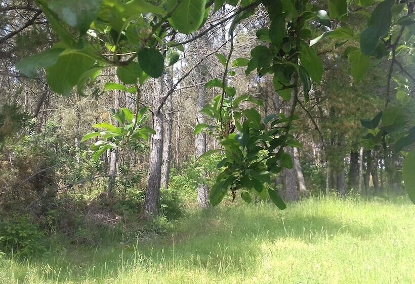 Albergue   Pensión Camiño Das Ocas   Hostel
