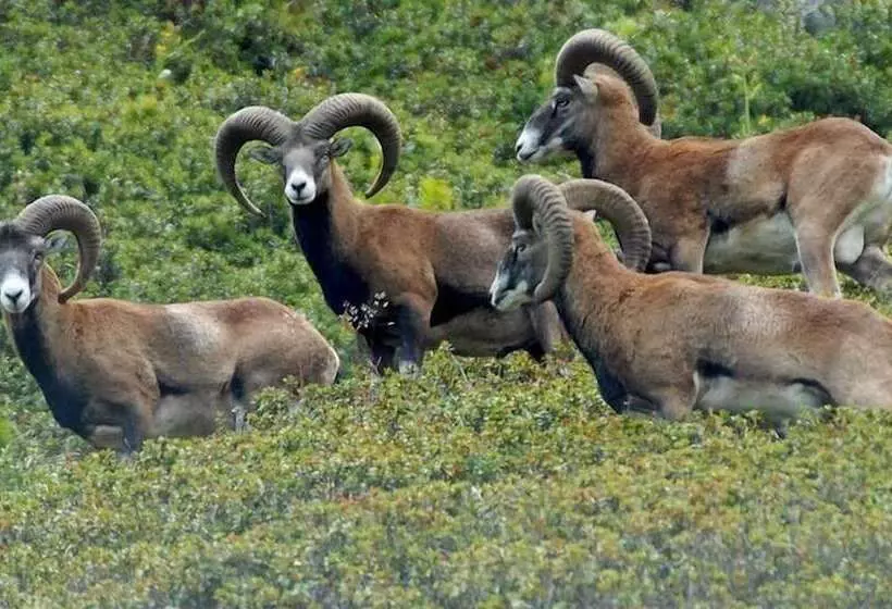 ホテル Les Mouflons