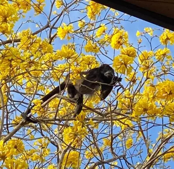 Aamiaismajoitus (B&B) Villas Kalei