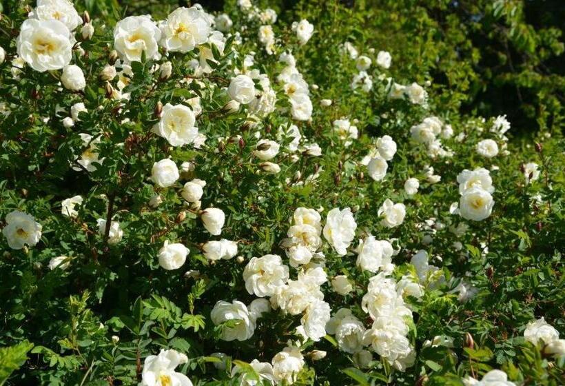 Rosenborgs Friluftspensionat