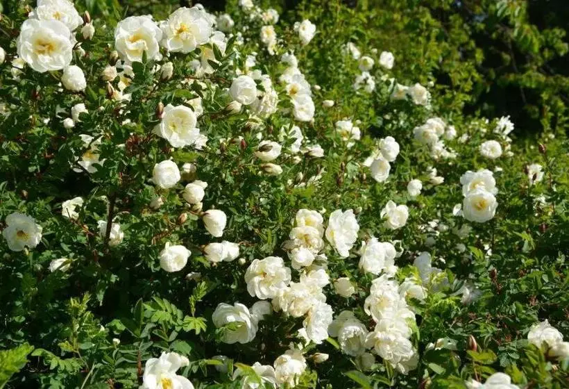 Rosenborgs Friluftspensionat