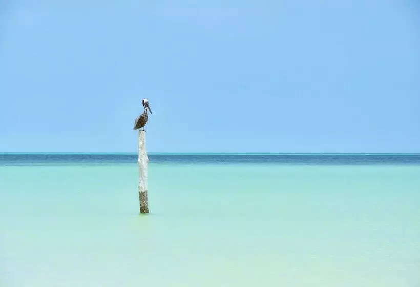 هتل Soho Boutique Holbox  Adults Only