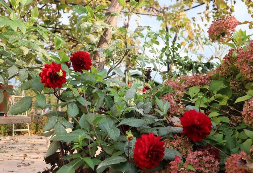 تختخواب و صبحانه Frile Apartments