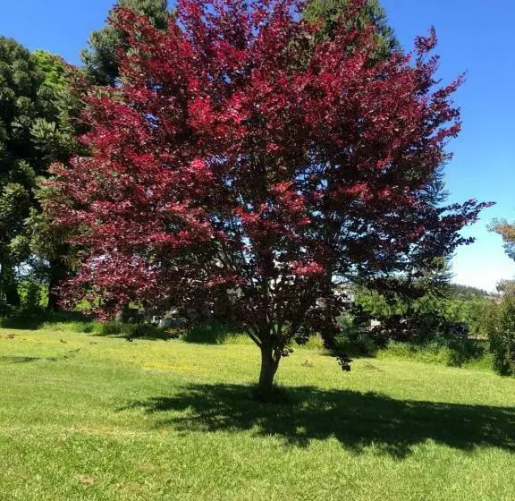 Hotelli Family Orchard Bed & Breakfast