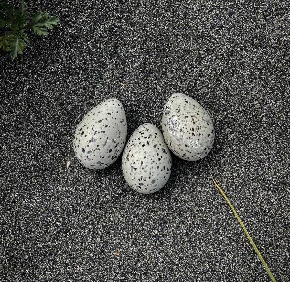 مبيت وإفطار El Coo Lodge