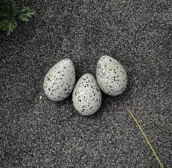 Aamiaismajoitus (B&B) El Coo Lodge