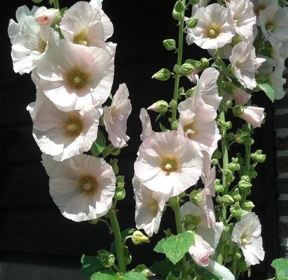 Bed And Breakfast Rodenberg