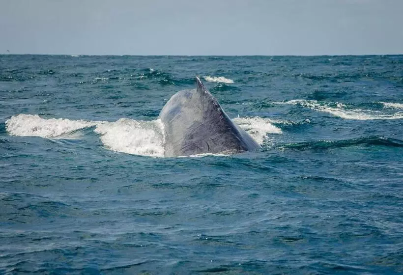 ホテル Costa Choco