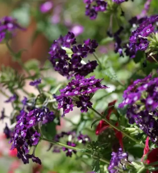 تختخواب و صبحانه Terre D'espérance