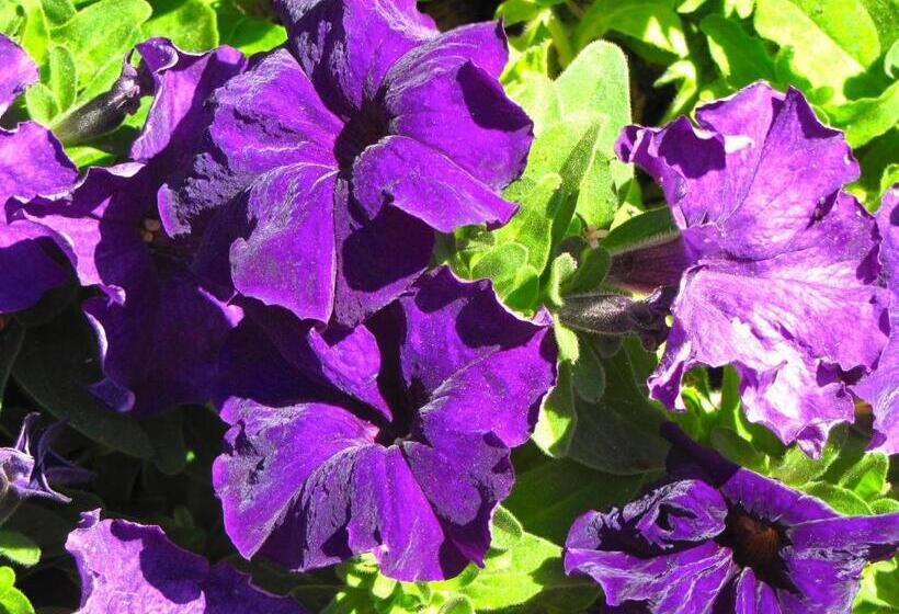 Bed and Breakfast Saint Antonio Maroni