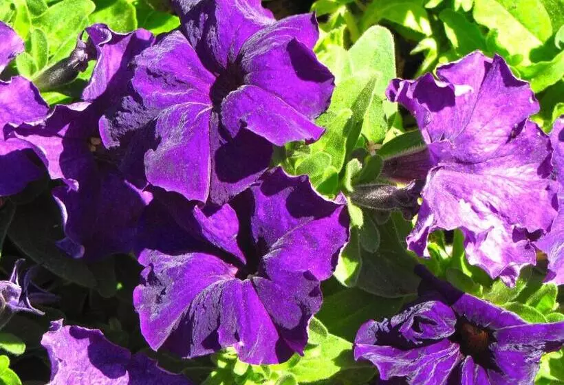 Aamiaismajoitus (B&B) Saint Antonio Maroni