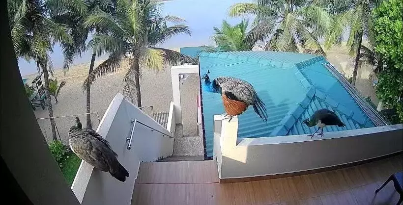 ペンション Coral Reef Guest