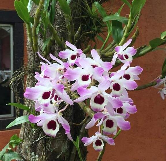 Pensionat Pousada Buieié