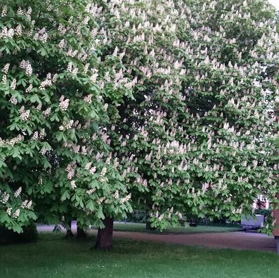 מוטל Rum I Centrum