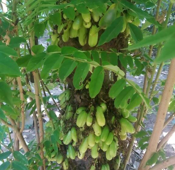 فندق صغير Back Packers Cochin Villa