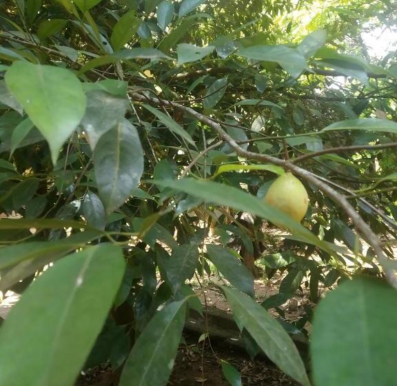 فندق صغير Back Packers Cochin Villa