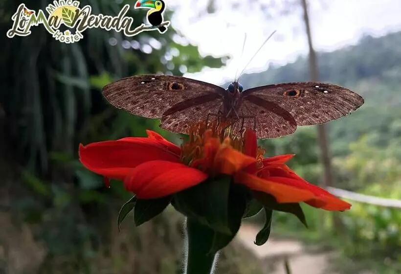 ペンション Loma Nevada Minca