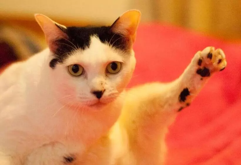 تختخواب و صبحانه 3 Feet Cat