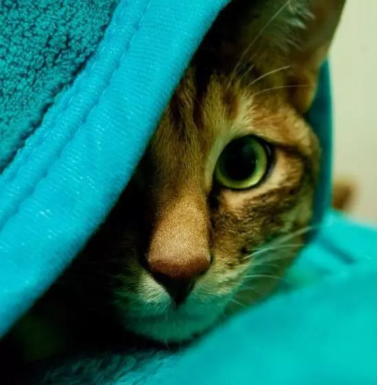 تختخواب و صبحانه 3 Feet Cat