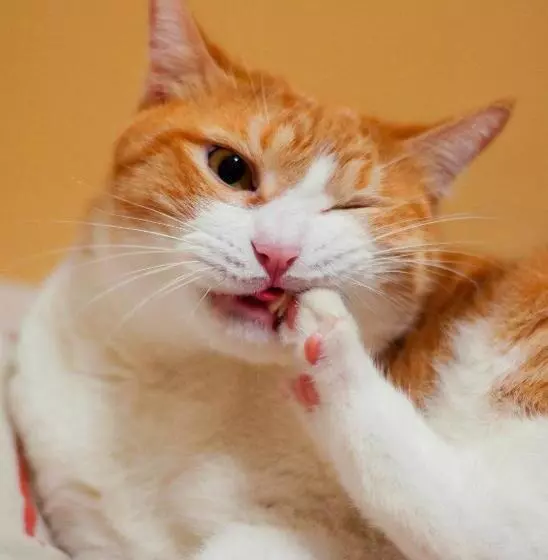 تختخواب و صبحانه 3 Feet Cat