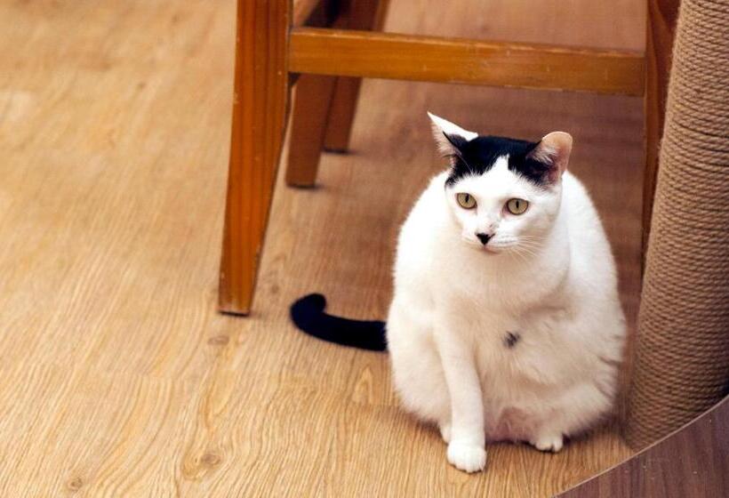 Bed and Breakfast 3 Feet Cat