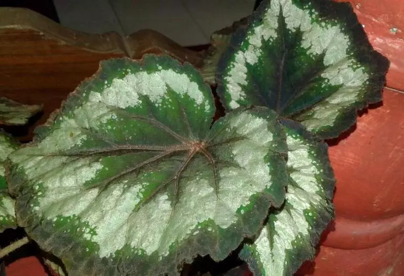 تختخواب و صبحانه Flower Inn