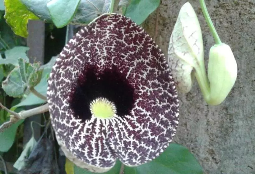 تختخواب و صبحانه Flower Inn