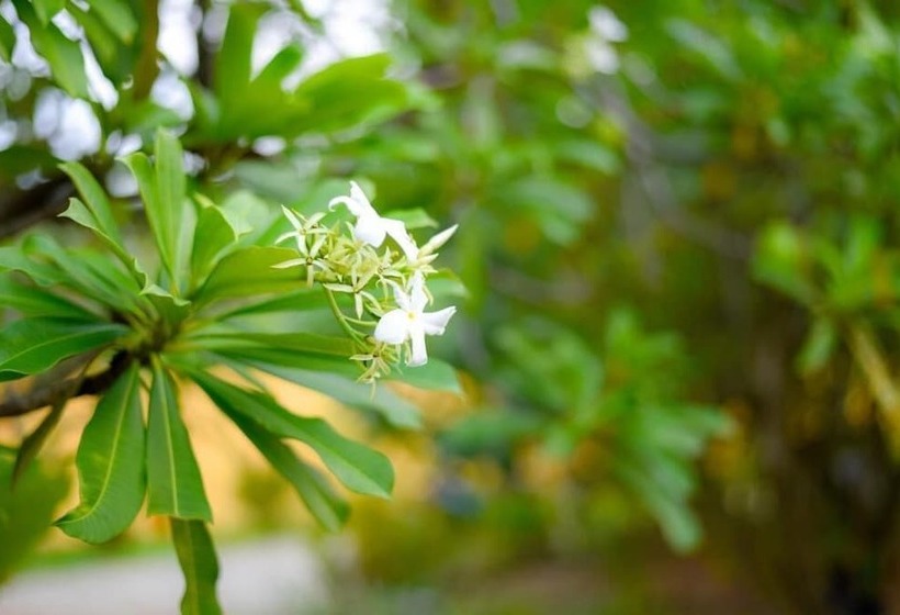 Odailem Resort  Talpe