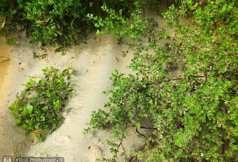 בית מלון כפרי Sands Kalpitiya By Gln